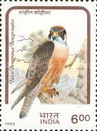 Peregrine Falcon (Falco peregrinus peregrinator)