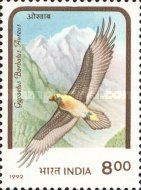 Lammergeier (Gypaëtus barbatus aureus)