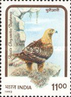 Himalayan Golden Eagle (Aquila chrysaëtos daphanea)