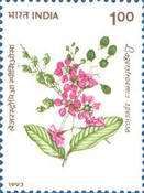 Lagerstroemia speciosa