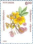 Cochlospermum religiosum