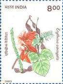 Erythrina variegata