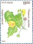 Thespesia populnea