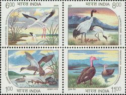 Oriental White Stork (Ciconia ciconia boyciana)