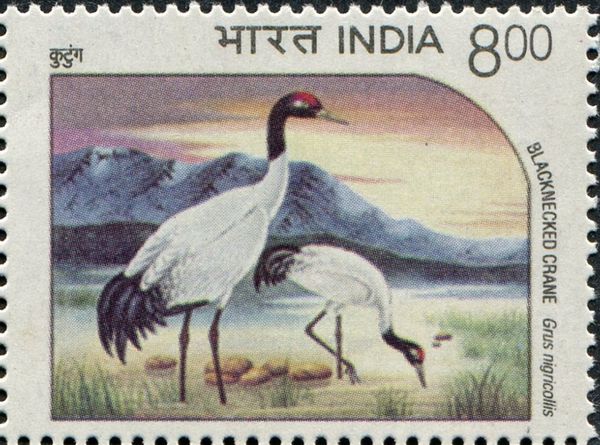 Black-necked Crane (Grus nigricollis)