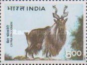 Markhor (Capra falconeri)