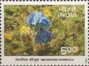 Meconopsis horridula