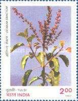 Tulsi (Ocimum sanctum)