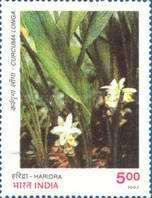 Haridra (Curcuma longa)