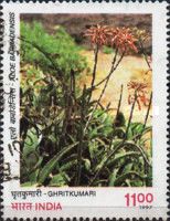 Ghritkumari (Aloe barbadensis)