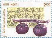 Rudra Veena (stringed instrument)