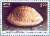 Stippled Cowrie (Cypraea staphylea)