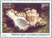 Adusta Murex (Chicoreus brunneus)