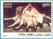 Spider Conch (Lambis lambis)