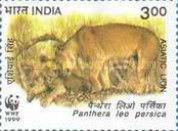 Asiatic Lion (Panthera leo persica) Lioness with Cub
