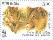 Asiatic Lion (Panthera leo persica) Lionesses