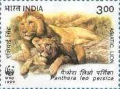 Asiatic Lions (Panthera leo persica) Lying Down