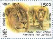 Two Asiatic Lions (Panthera leo persica)