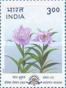 Siroi Lily (Lilium mackliniae)