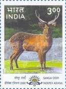 Sangai Deer (Rucervus eldii eldii)