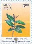 Wild Guava (Psidium guineense)