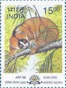 Bengal Slow Loris (Nycticebus bengalensis)