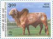 Gir Zebu (Bos primigenius indicus) 