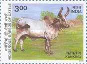Kankrej Zebu (Bos primigenius indicus)