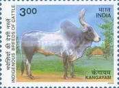 Kangayam Zebu (Bos primigenius indicus)