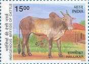 Hallikar Zebu (Bos primigenius indicus)