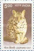 Leopard Cat (Prionailurus bengalensis)