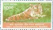 Tiger (Panthera tigris) - Sundarban Reserve