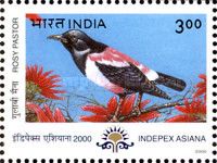 Rosy Pastor (Sturnus roseus)