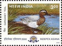 Garganey Teal (Anas querquedula)
