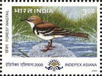 Forest Wagtail (Dendronanthus indicus)
