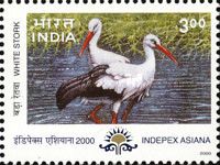 White Stork (Ciconia ciconia)
