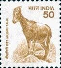 Nilgiri Tahr (Nilgiritragus hylocrius)