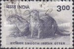 Smooth-coated Otter (Lutrogale perspicillata)