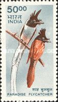Indian Paradise Flycatcher (Terpsiphone paradisi)