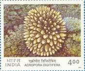 Purple-tipped Coral (Acropora digitifera)