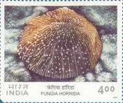 Mushroom Coral (Fungia horrida)