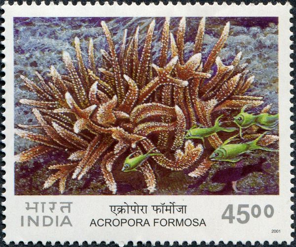 Staghorn Coral (Acropora formosa)
