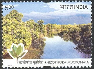 Asiatic Mangrove (Rhizophora mucronata)