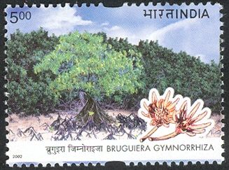 Burma Mangrove (Bruguiera gymnorrhiza)