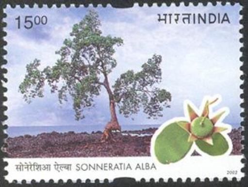 Mangrove Apple (Sonneratia alba)