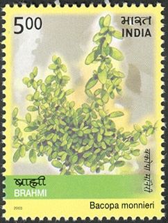 Brahmi (Bacopa monnieri)