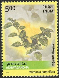 Ashwagandha (Withania somnifera)