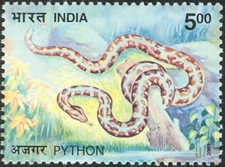 Indian Rock Python (Python molurus)