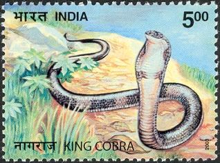 King Cobra (Ophiophagus hannah)