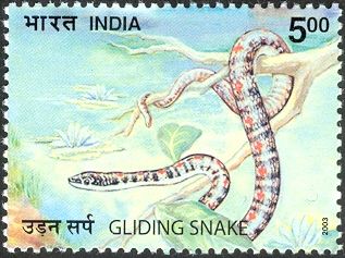 Gliding Snake (Chrysopelea ornata)
